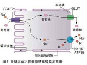 受體增敏