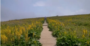 歷山舜王坪景區