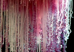 管水母目動物