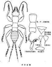 中華蛩蠊