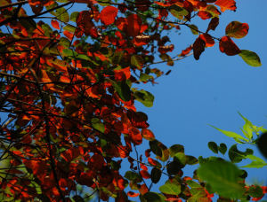 鐵坪紅葉