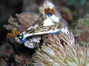 （圖）Nembrotha lineolata Timor