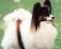 Papillon dog