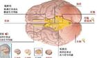 腦下垂體中葉