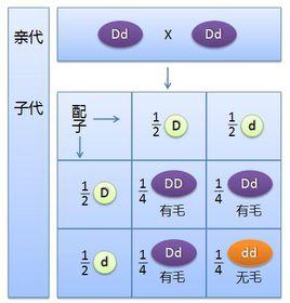 基因分離