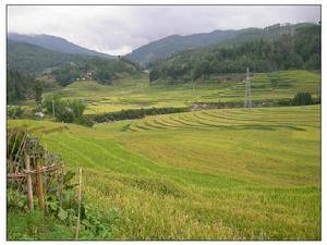 尹家田自然村水稻種植業