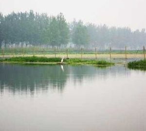 揚州寶應湖國家濕地公園