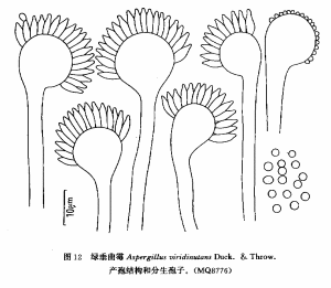 綠垂麴黴