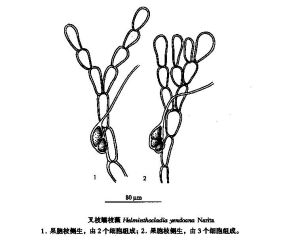 叉枝蠕枝藻