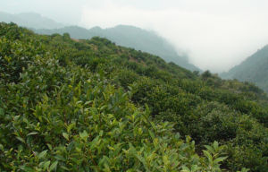 南嶽雲霧茶