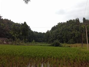 魚龍鄉永定村風光