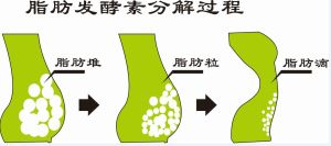 脂肪發酵分解圖