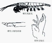 南極大磷蝦形態及部分結構