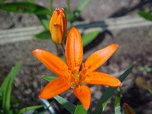 Lilium concolor cv. 'Morning Star Lily'