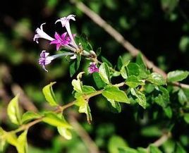 刺枝野丁香（變種）