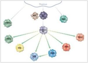 T細胞亞群