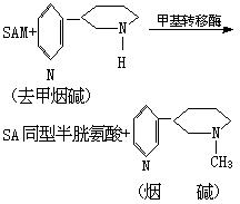 高分子鏈的支化結構