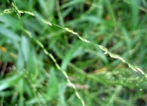 小花露籽草（變種）