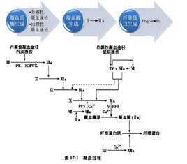 凝血過程