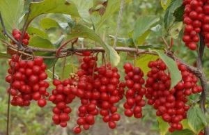 葦河林業局紅豆杉景區