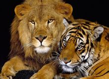 獅子、老虎、豹子