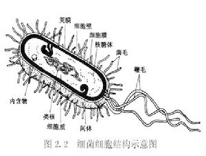 菌質體感染