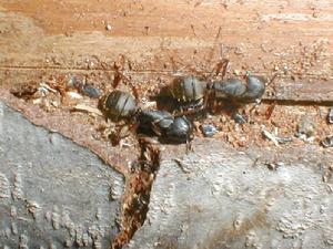 （圖）弓背蟻屬