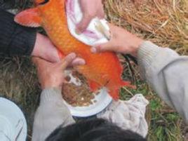興國紅鯉魚