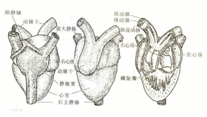 開管式循環