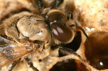 Apis mellifera carnica