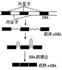 斷裂基因