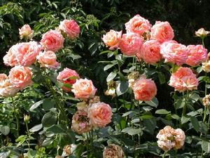 Rosa chinensis