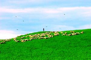 木蘭草原風景區的羊群