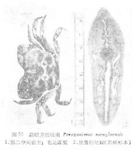 勐臘並殖吸蟲