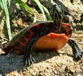 紅腹錦龜