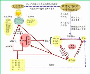 以ATP為核心的遺傳信息的起源