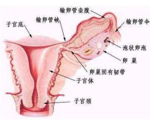 婦科圖片