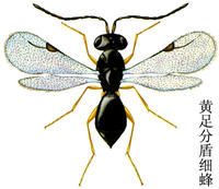 黃足分盾細蜂