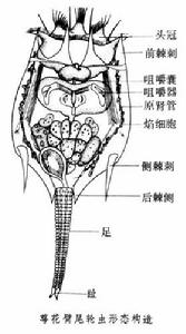 萼花臂尾輪蟲