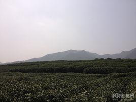 何家村[陝西省西安市碑林區何家村]