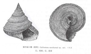 南沙麗口螺（新種）