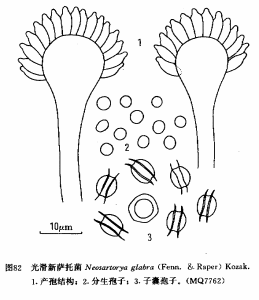 光滑新薩托菌