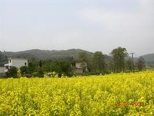 上門水口（北壩首）與油菜花開