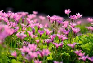 花繁葉茂[漢語辭彙]