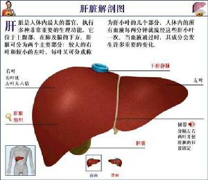 前面觀