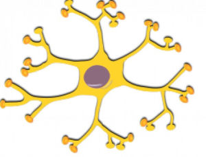 中間神經元