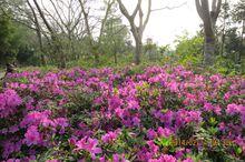 筆架山公園毛杜鵑