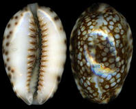 扁緣寶螺