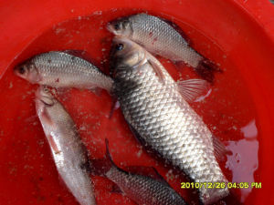 Crucian carp