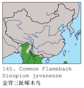 金背三趾啄木鳥分布圖